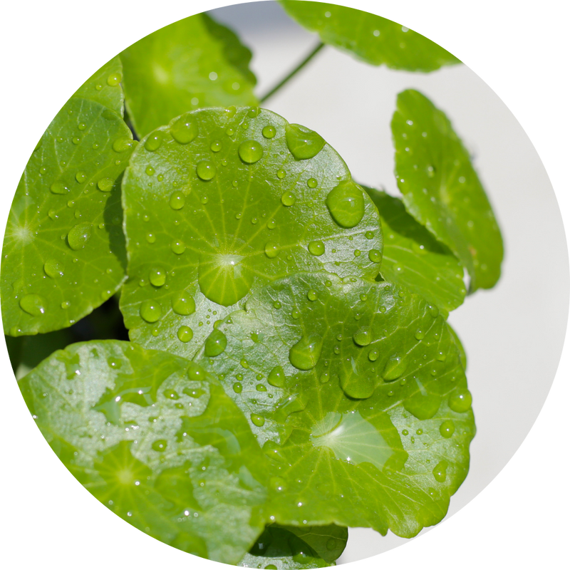 Cica Extract