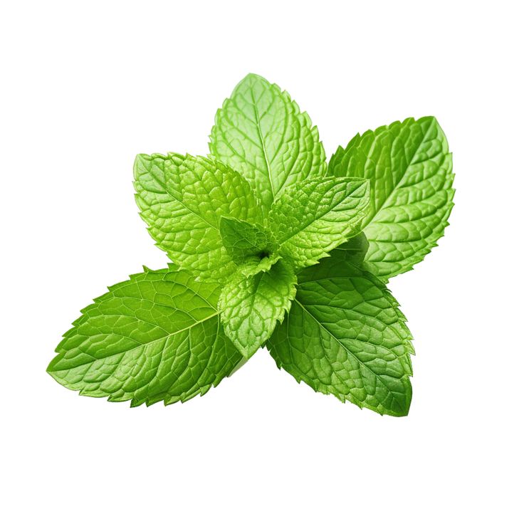 Mint